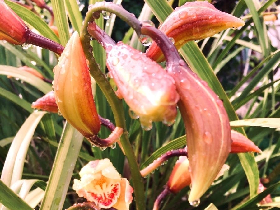 Yellow Cymbidium Orchid, San Leandro, Calif.