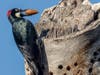 Woodpecker with an acorn, Walnut Creek, Calif.