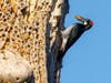 Woodpecker with an acorn, Walnut Creek, Calif.