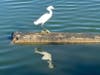 Shore bird, Alameda, Calif.