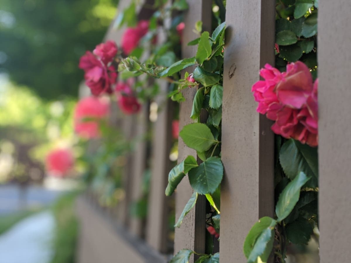 Roses peek through a Fence In Walnut Creek, Calif.