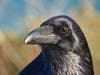 Raven, north of Golden Gate Bridge.