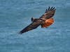 Red-tailed hawk, north of Golden Gate Bridge.    