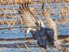 Sandhill crane, Lodi, Calif.