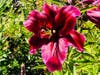 Daylily in bloom, Alameda, Calif.
