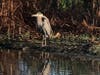 Coyote Hills Regional Park​​, Fremont, Calif.