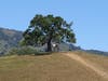 Walnut Creek, Calif.