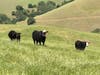 Walnut Creek, Calif.