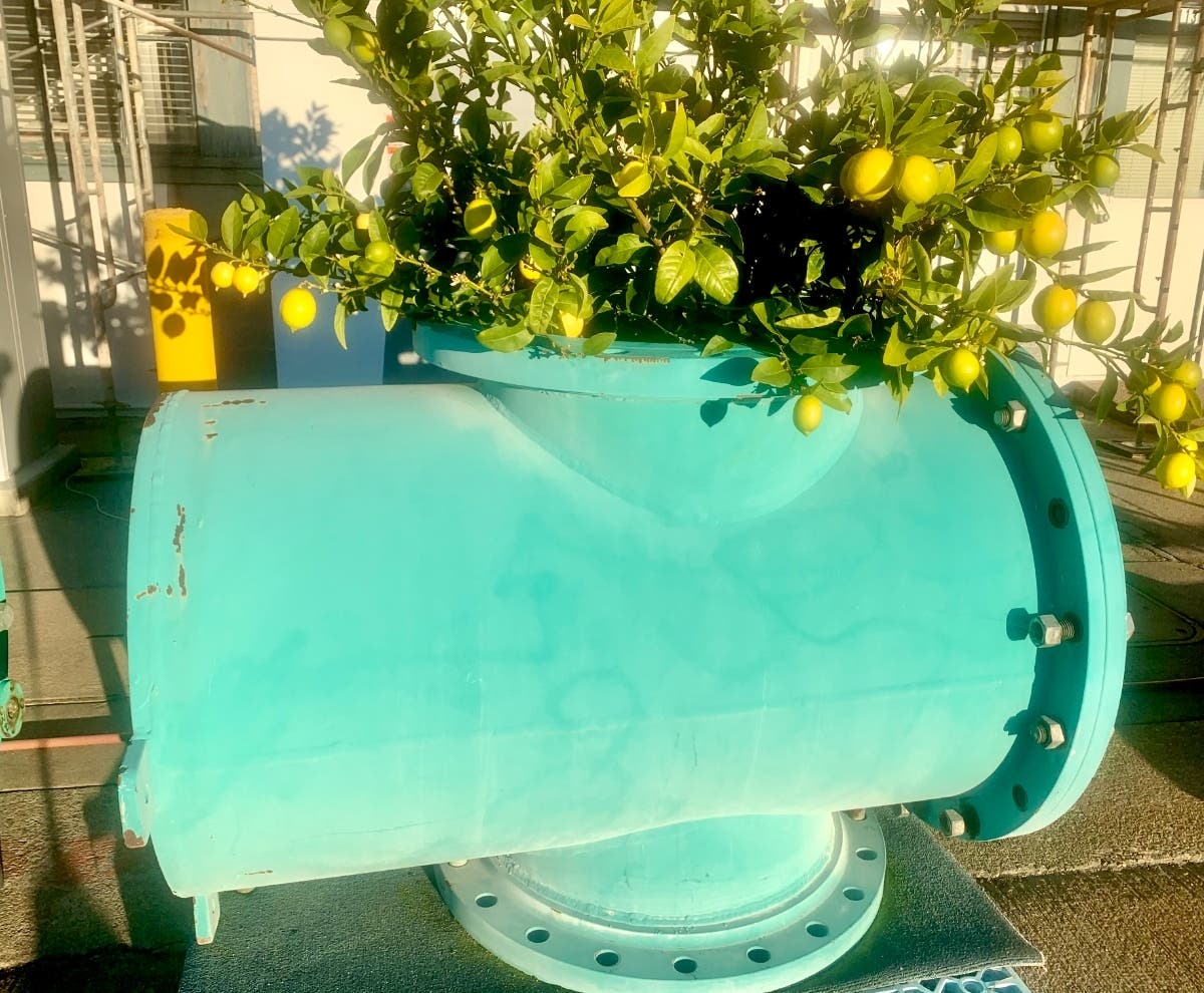 Lemon tree in a nautical planter, Alameda, Calif.
