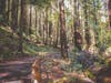 Redwood Regional Park, Oakland, Calif.