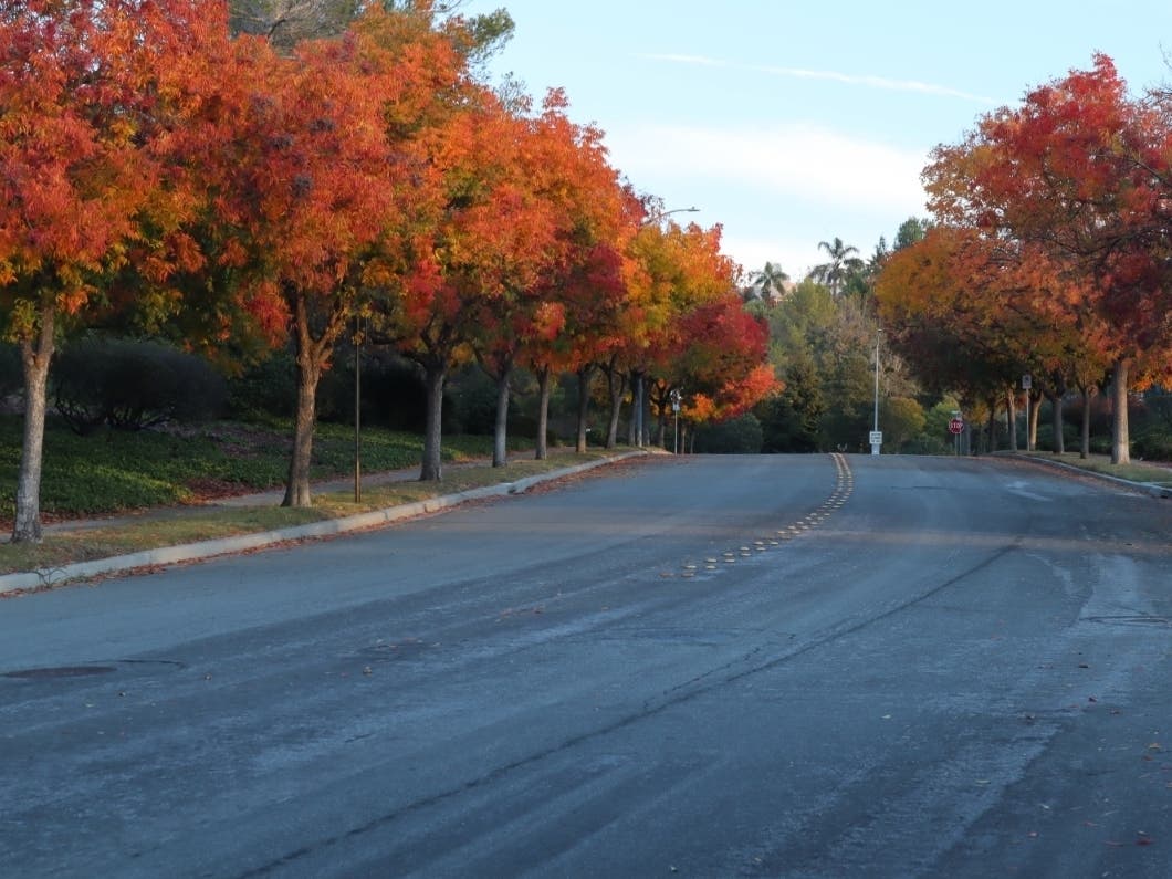 Cougar Drive, Fremont, Calif.