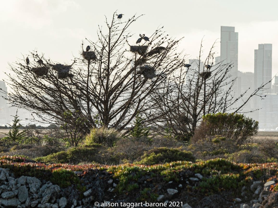 Multiple nest and burd in trees, Alameda, Calif.
