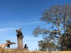 Briones Regional Park.