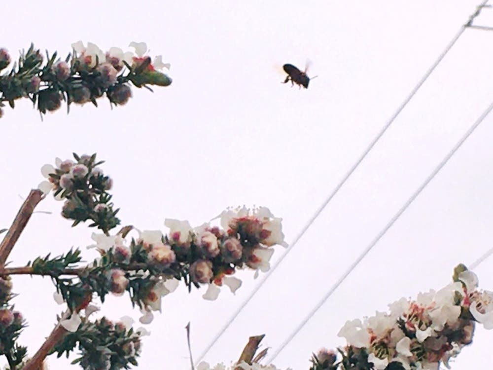 San Leandro, Calif.