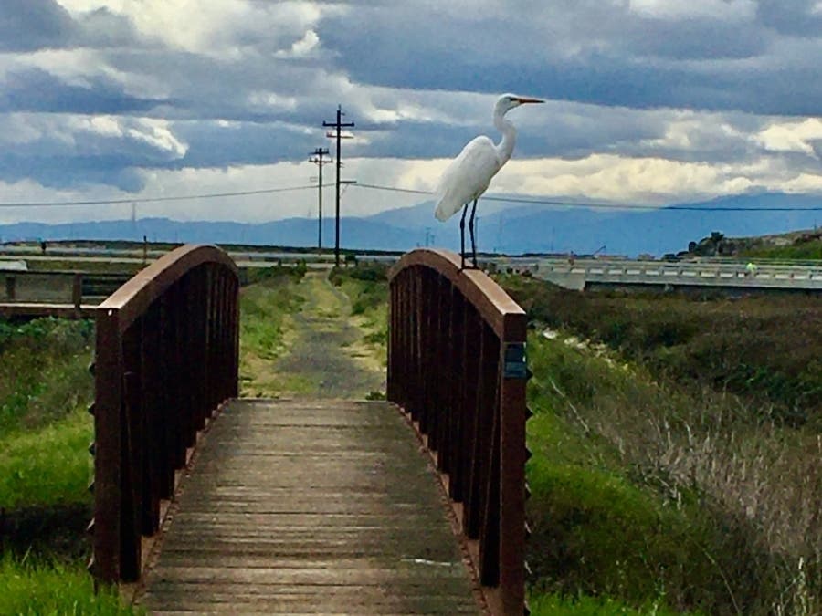 An egret poses on a trail bridge.