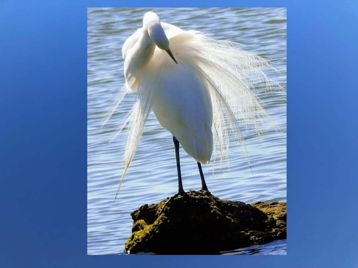 Heron in Alameda, Calif.