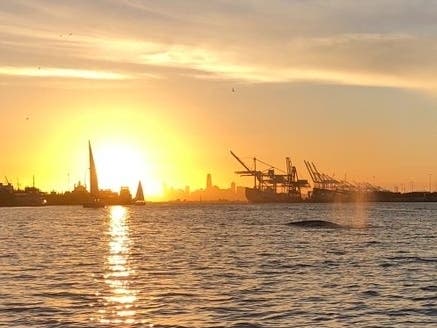 It is gray whale migration time off California.