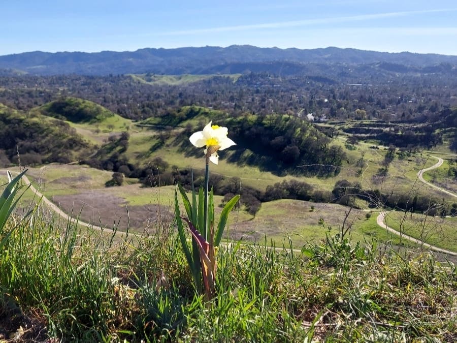 A daffodil overlooks trails.
