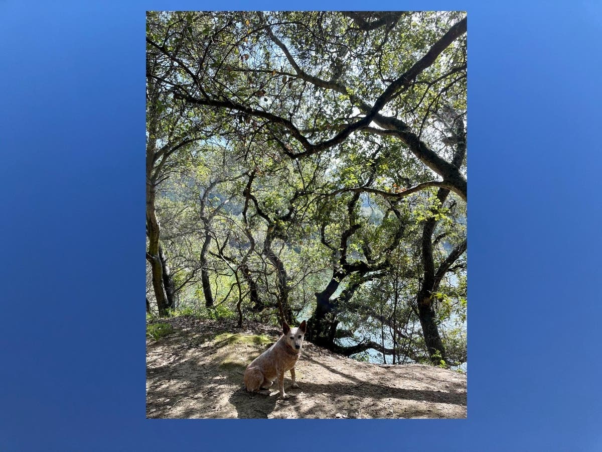 Majestic oak trees at Lake Chabot, Calif.