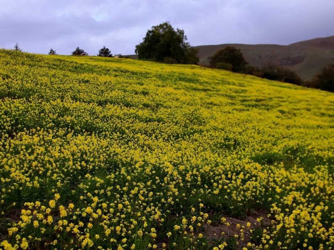 A field of flowers, Fremont, Calif.