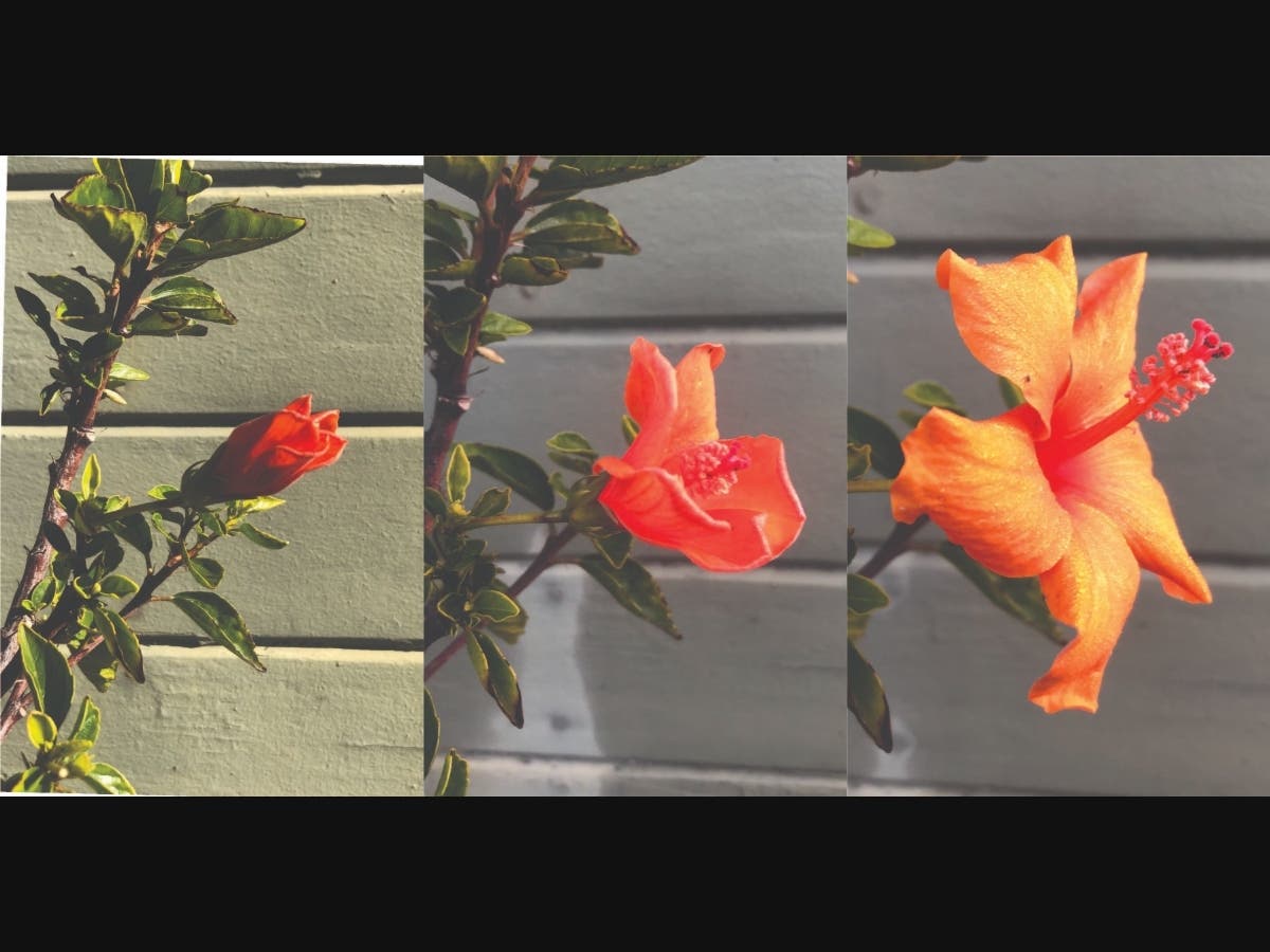 Hibiscus flower in Alameda, Calif.