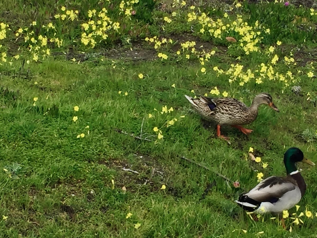 Male and female mallard ducks with green grass and yellow oxalis flowers. Alameda, Calif.