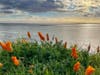 Spring colors at the Coyote Hills Regional Park, Fremont, Calif.