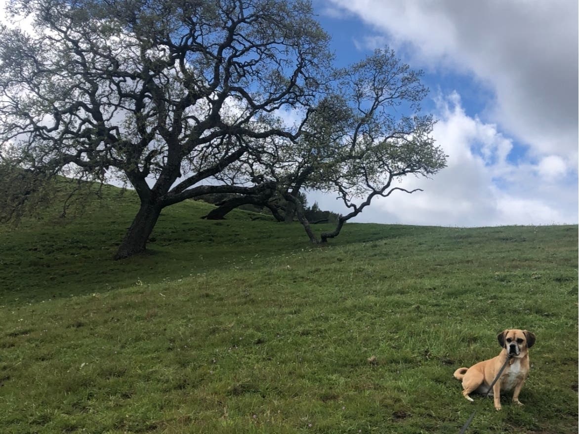 Canine companion Riley at Briones Regional Park, Martinez, Calif.