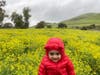 A field of wild mustard blooming, Fremont, Calif.