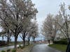 Trees flowering in spring, Fremont, Calif.