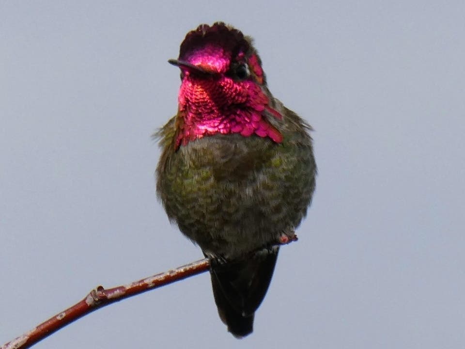 Anna's hummingbird on Bay Farm Island, Calif.