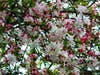 Crabapple tree in Fremont, Calif.