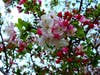 Crabapple tree in Fremont, Calif.