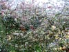 Crabapple tree in Fremont, Calif.