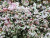 Crabapple tree in Fremont, Calif.
