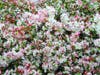 Crabapple tree in Fremont, Calif.