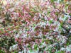 Crabapple tree in Fremont, Calif.