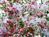 Crabapple tree in Fremont, Calif.