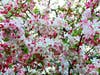 Crabapple tree in Fremont, Calif.