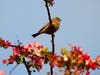 House finch in a crabapple tree (malus floribunda) in Fremont, Calif.
