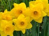 Daffodils blooming near the Lafayette BART station.