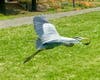Great Blue Heron, Alameda, Calif.