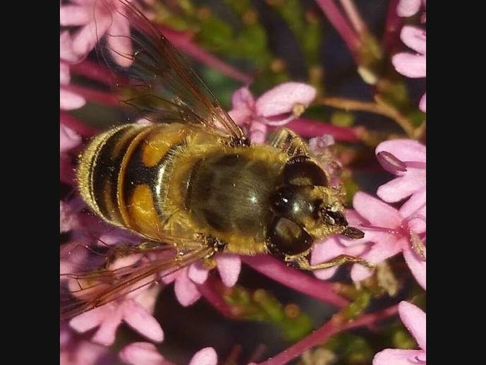 A honey bee in Oakland, Calif.