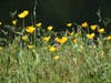California poppies in Auburn, Calif.