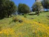 A hillside of California poppies in Auburn, Calif.