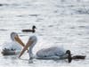 Pelicans and ducks, Alameda Creek, Fremont, Calif.
