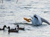 Pelicans and ducks, Alameda Creek, Fremont, Calif.