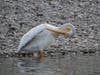 Pelican, Alameda Creek, Fremont, Calif.