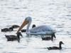 Pelicans and ducks, Alameda Creek, Fremont, Calif.
