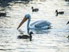 Pelicans and ducks, Alameda Creek, Fremont, Calif.